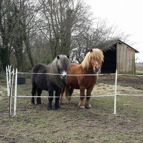 Mikado og Domino - slap i denne omgang