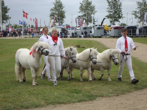 Skimmelsamling til Landsskue 2011 Skimmelsamling til Landsskue 2011