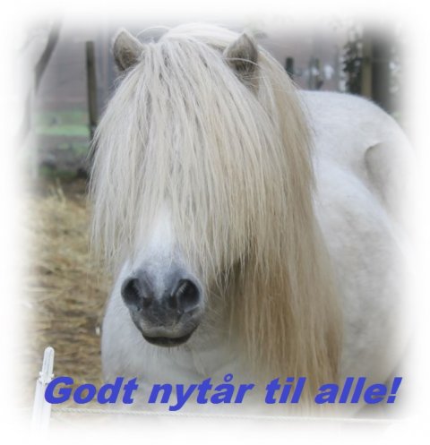 Bakkegaardens Jackson - Godt Nytår 2019