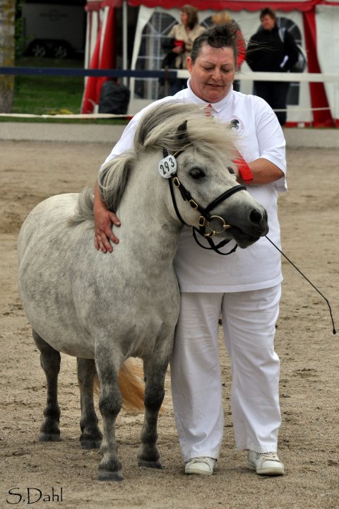 Svesken Svesken